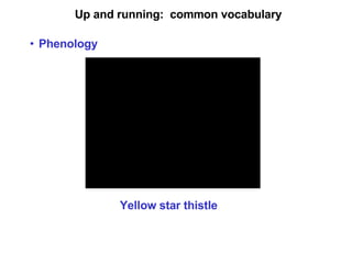Up and running:  common vocabulary Phenology Yellow star thistle 