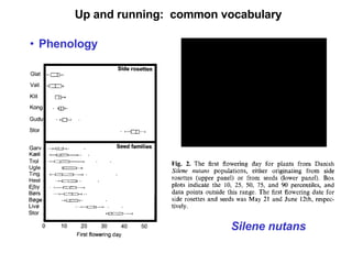 Up and running:  common vocabulary Phenology Silene nutans 