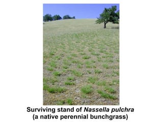 Surviving stand of  Nassella pulchra  (a native perennial bunchgrass) 