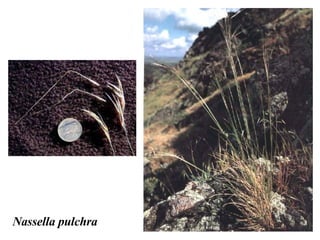 Nassella pulchra 