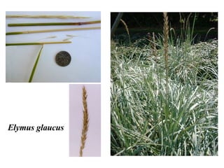 Elymus glaucus 