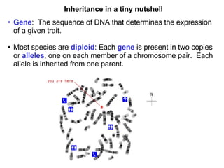 Inheritance in a tiny nutshell Gene :  The sequence of DNA that determines the expression of a given trait. Most species are  diploid : Each  gene  is present in two copies or  alleles , one on each member of a chromosome pair.  Each allele is inherited from one parent. 