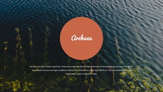 Archaea are tiny, simple organisms. They were originally discovered in extreme environments, butarenow thoughtto
becommon to moreaverageconditions. Many can surviveatvery high (over 80 °C) or very low temperatures, or
highly salty, acidic or alkaline water.
Archaea
 