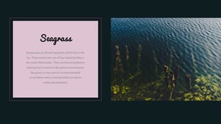 Seagrass
Sea grasses are flowering plants which livein the
sea. They comefrom oneof four plantfamiliesin
the order Alismatales. They aremonocotyledons
which grow in marine, fully saline environments.
Sea grass is a key partof continental shelf
ecosystems where phytoplankton produce
carbonatesediment.
 