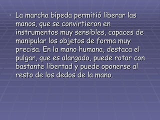 La marcha bípeda permitió liberar las manos, que se convirtieron en instrumentos muy sensibles, capaces de manipular los objetos de forma muy precisa. En la mano humana, destaca el pulgar, que es alargado, puede rotar con bastante libertad y puede oponerse al resto de los dedos de la mano. 