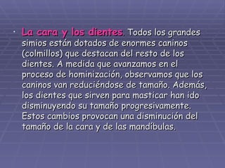 La cara y los dientes .  Todos los grandes simios están dotados de enormes caninos (colmillos) que destacan del resto de los dientes. A medida que avanzamos en el proceso de hominización, observamos que los caninos van reduciéndose de tamaño. Además, los dientes que sirven para masticar han ido disminuyendo su tamaño progresivamente. Estos cambios provocan una disminución del tamaño de la cara y de las mandíbulas. 