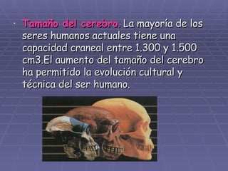 Tamaño del cerebro .  La mayoría de los seres humanos actuales tiene una capacidad craneal entre 1.300 y 1.500 cm3.El aumento del tamaño del cerebro ha permitido la evolución cultural y técnica del ser humano. 