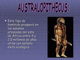Este tipo de homínido prosperó en las sabanas arboladas del este de África entre 4 y 2,5 millones de años atrás con notable éxito ecológico. AUSTRALOPITHECUS: 