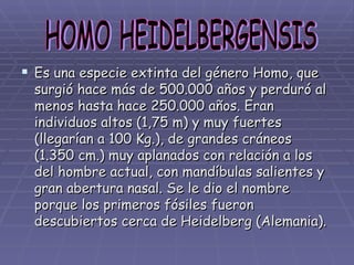 Es una especie extinta del género Homo, que surgió hace más de 500.000 años y perduró al menos hasta hace 250.000 años. Eran individuos altos (1,75 m) y muy fuertes (llegarían a 100 Kg.), de grandes cráneos (1.350 cm.) muy aplanados con relación a los del hombre actual, con mandíbulas salientes y gran abertura nasal. Se le dio el nombre porque los primeros fósiles fueron descubiertos cerca de Heidelberg (Alemania). HOMO HEIDELBERGENSIS 