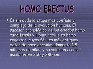Es sin duda la etapa más confusa y compleja de la evolución humana. El sucesor cronológico de los citados homo rudolfensis y Homo habilis es homo ergaster, cuyos fósiles más antiguos datan de hace aproximadamente 1,8 millones de años, y su volumen craneal oscila entre 850 y 880 cm.. HOMO ERECTUS 