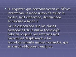 H. ergaster que permanecieron en África inventaron un modo nuevo de tallar la piedra, más elaborado, denominado Achelense o Modo 2. Se ha especulado que los clanes poseedores de la nueva tecnología habrían ocupado los entornos más favorables desplazando a los tecnológicamente menos avanzados, que se vieron obligados a emigrar. 