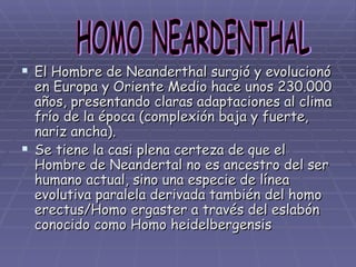 El Hombre de Neanderthal surgió y evolucionó en Europa y Oriente Medio hace unos 230.000 años, presentando claras adaptaciones al clima frío de la época (complexión baja y fuerte, nariz ancha). Se tiene la casi plena certeza de que el Hombre de Neandertal no es ancestro del ser humano actual, sino una especie de línea evolutiva paralela derivada también del homo erectus/Homo ergaster a través del eslabón conocido como Homo heidelbergensis HOMO NEARDENTHAL 