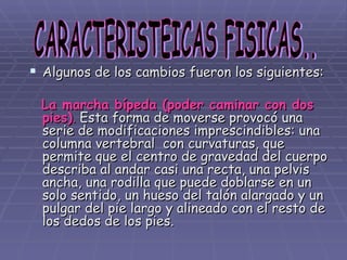Algunos de los cambios fueron los siguientes:    La marcha bípeda (poder caminar con dos pies) .  Esta forma de moverse provocó una serie de modificaciones imprescindibles: una  columna vertebral  con curvaturas, que permite que el centro de gravedad del cuerpo describa al andar casi una recta, una pelvis ancha, una rodilla que puede doblarse en un solo sentido, un hueso del talón alargado y un pulgar del pie largo y alineado con el resto de los dedos de los pies.  CARACTERISTEICAS FISICAS.. 