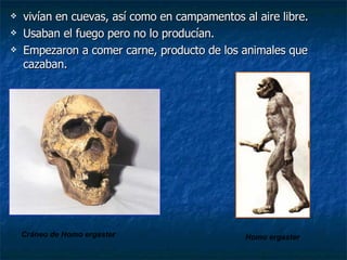 vivían en cuevas, así como en campamentos al aire libre. Usaban el fuego pero no lo producían. Empezaron a comer carne, producto de los animales que cazaban. Cráneo de Homo ergaster Homo ergaster 