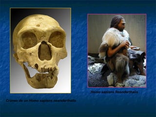 Cráneo de un Homo sapiens neanderthalis Homo sapiens Neanderthalis 