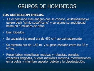 GRUPOS DE HOMINIDOS LOS AUSTRALOPITHECUS. Es el homínido mas antiguo que se conoce,  Australopithecus  quiere decir “simio sudafricano” y se estima su antigüedad hasta en 4 millones de años. Eran bípedos. Su capacidad craneal era de 450 cm 3  aproximadamente. Su estatura era de 1,50 m  y su peso oscilaba entre los 33 y 67 kg. Presentaban mandíbulas masivas y robustas, paredes craneales delgadas, huesos maxilares masivos, modificaciones en la pelvis y miembro superior debido a la bipedestación. 