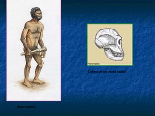 Homo habilis Cráneo de un Homo habilis 