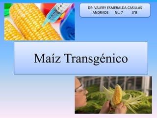 Maíz Transgénico
DE: VALERY ESMERALDA CASILLAS
ANDRADE NL. 7 3°B
 