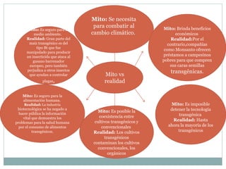 Mito vs
realidad
Mito: Se necesita
para combatir al
cambio climático.
Mito: Brinda beneficios
económicos
Realidad:Por el
contrario,compañías
como Monsanto ofrecen
préstamos a campesinos
pobres para que compren
sus caras semillas
transgénicas.
Mito: Es seguro para la
alimentación humana.
Realidad: La industria
biotecnológica se ha negado a
hacer pública la información
vital que demuestra los
problemas para la salud humana
por el consumo de alimentos
transgénicos.
Mito: Es posible la
coexistencia entre
cultivos transgénicos y
convencionales
Realidad: Los cultivos
transgénicos
contaminan los cultivos
convencionales, los
orgánicos
Mito: Es imposible
detener la tecnología
transgénica
Realidad: Hasta
ahora la mayoría de los
transgénicos
Mito: Es seguro para el
medio ambiente.
Realidad: Gran parte del
maíz transgénico es del
tipo Bt que fue
manipulado para producir
un insecticida que ataca al
gusano barrenador
europeo, pero también
perjudica a otros insectos
que ayudan a controlar
plagas,
 