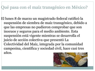 Qué pasa con el maíz transgénico en México?
El lunes 8 de marzo un magistrado federal ratificó la
suspensión de siembra de maíz transgénico, debido a
que las empresas no pudieron comprobar que son
inocuos y seguros para el medio ambiente. Esta
suspensión está vigente mientras se desarrolla el
juicio de acción colectiva que presentó La
Colectividad del Maíz, integrada por la comunidad
campesina, científica y sociedad civil, hace casi tres
años.
 
