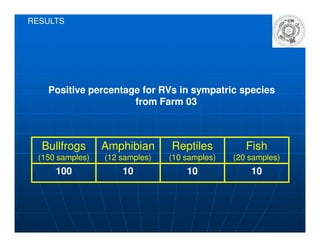 RESULTS
Positive percentage for RVs in sympatric speciesPositive percentage for RVs in sympatric species
from Farm 03from Farm 03
Bullfrogs
(150 samples)
Amphibian
(12 samples)
Reptiles
(10 samples)
Fish
(20 samples)
100 10 10 10
 