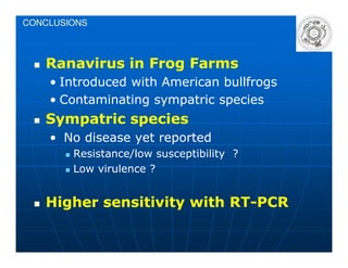 CONCLUSIONS
Ranavirus in Frog FarmsRanavirus in Frog Farms
•• IntroducedIntroduced withwith AmericanAmerican bullfrogsbullfrogs
•• ContaminatingContaminating sympatricsympatric speciesspecies
Sympatric speciesSympatric species
•• NoNo diseasedisease yetyet reportedreported•• NoNo diseasedisease yetyet reportedreported
ResistanceResistance//lowlow susceptibilitysusceptibility ??
Low virulence ?Low virulence ?
Higher sensitivity with RTHigher sensitivity with RT--PCRPCR
 
