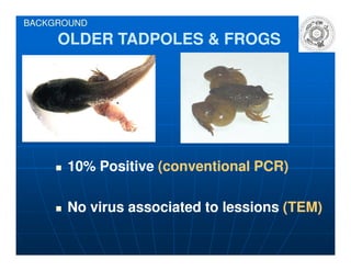 OLDER TADPOLES & FROGSOLDER TADPOLES & FROGS
BACKGROUND
10% Positive10% Positive (conventional PCR)(conventional PCR)
No virus associated to lessionsNo virus associated to lessions (TEM)(TEM)
 