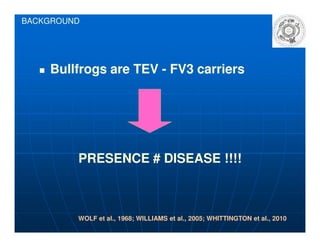 Bullfrogs are TEVBullfrogs are TEV -- FV3 carriersFV3 carriers
BACKGROUND
WOLF et al., 1968; WILLIAMS et al., 2005; WHITTINGTON et al., 2010
PRESENCE # DISEASE !!!!
 