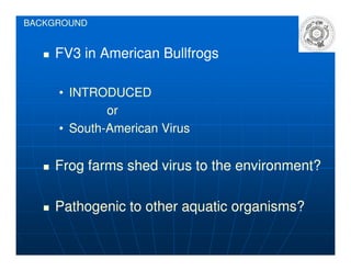 FV3 in American BullfrogsFV3 in American Bullfrogs
•• INTRODUCEDINTRODUCED
oror
•• SouthSouth--American VirusAmerican Virus
BACKGROUND
Frog farms shed virus to the environment?Frog farms shed virus to the environment?
Pathogenic to other aquatic organisms?Pathogenic to other aquatic organisms?
 