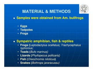 MATERIAL & METHODSMATERIAL & METHODS
Samples were obtained from Am. bullfrogsSamples were obtained from Am. bullfrogs
•• EggsEggs
•• TadpolesTadpoles
•• FrogsFrogs
Sympatric amphibian, fish & reptilesSympatric amphibian, fish & reptiles
•• Frogs (Frogs (Leptodactylus ocellatusLeptodactylus ocellatus;; TrachycephalusTrachycephalus
typhoniustyphonius;;
•• Toads (Toads (BufoBufo marinusmarinus))
•• Lizards (Lizards (PhyllopezusPhyllopezus pollicarispollicaris))
•• Fish (Fish (Oreochromis niloticusOreochromis niloticus))
•• Snakes (Snakes (BothropsBothrops jararacussujararacussu))
 