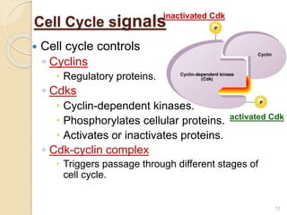 Regulation of Cell cycle- by Chinmayi Upadhyaya | PPTX