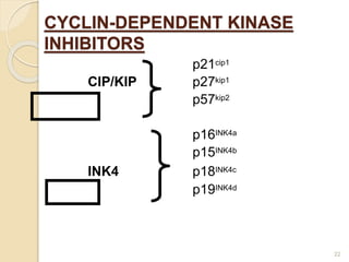Regulation of Cell cycle- by Chinmayi Upadhyaya | PPTX