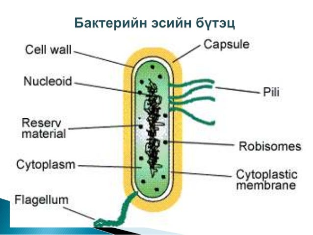 Mb l2