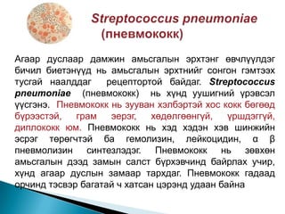Агаар дуслаар дамжин амьсгалын эрхтэнг өвчлүүлдэг
бичил биетэнүүд нь амьсгалын эрхтнийг сонгон гэмтээх
тусгай наалддаг
рецептортой байдаг. Streptococcus
pneumoniae (пневмококк) нь хүнд уушигний үрэвсэл
үүсгэнэ. Пневмококк нь зууван хэлбэртэй хос кокк бөгөөд
бүрээстэй,
грам
эерэг,
хөдөлгөөнгүй,
үршдэггүй,
диплококк юм. Пневмококк нь хэд хэдэн хэв шинжийн
эсрэг төрөгчтэй ба гемолизин, лейкоцидин, α β
пневмолизин синтезлэдэг. Пневмококк нь зөвхөн
амьсгалын дээд замын салст бүрхэвчинд байрлах учир,
хүнд агаар дуслын замаар тархдаг. Пневмококк гадаад
орчинд тэсвэр багатай ч хатсан цэрэнд удаан байна

 