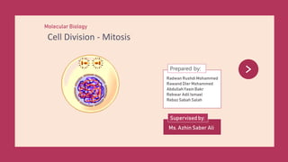 Molecular Biology
Cell Division - Mitosis
Radwan Rushdi Mohammed
Rawand Dler Mohammed
Abdullah Yasin Bakr
Rebwar Adil Ismael
Rebaz Sabah Salah
Prepared by:
Ms. Azhin Saber Ali
Supervised by:
 