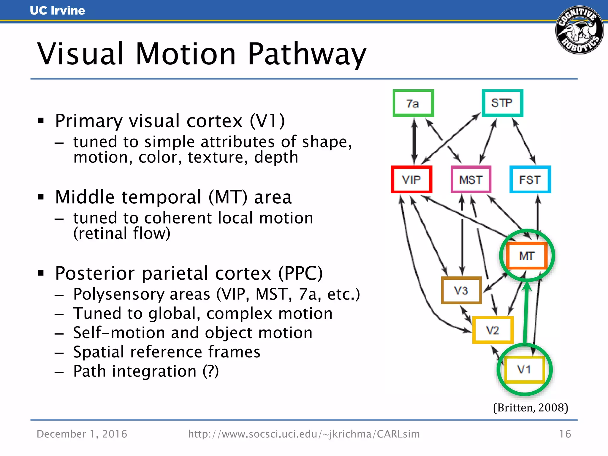 December 1, 2016 16
 Primary visual cortex (V1)
– tuned to simple attributes of shape,
motion, color, texture, depth
 Middle temporal (MT) area
– tuned to coherent local motion
(retinal flow)
 Posterior parietal cortex (PPC)
– Polysensory areas (VIP, MST, 7a, etc.)
– Tuned to global, complex motion
– Self-motion and object motion
– Spatial reference frames
– Path integration (?)
Visual Motion Pathway
(Britten, 2008)
http://www.socsci.uci.edu/~jkrichma/CARLsim
 