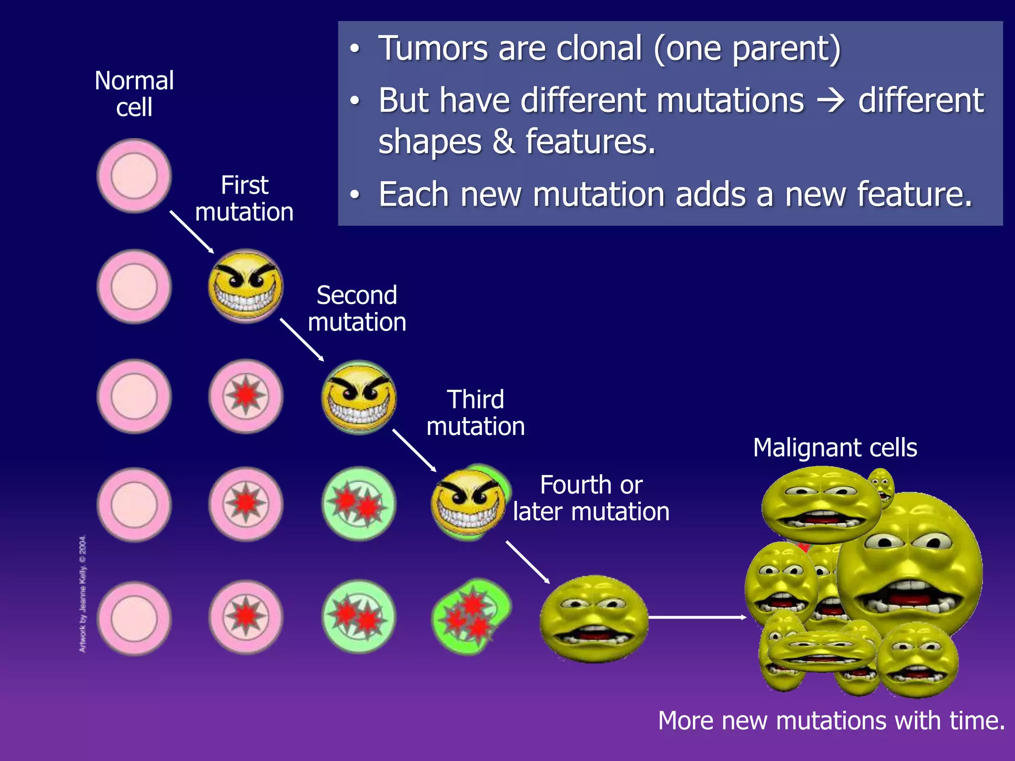 • Tumors are clonal (one parent) 
• But have different mutations  different 
shapes & features. 
• Each new mutation adds a new feature. 
Malignant cells 
Normal 
cell 
Fourth or 
Third 
mutation 
later mutation 
Second 
mutation 
First 
mutation 
More new mutations with time. 
 