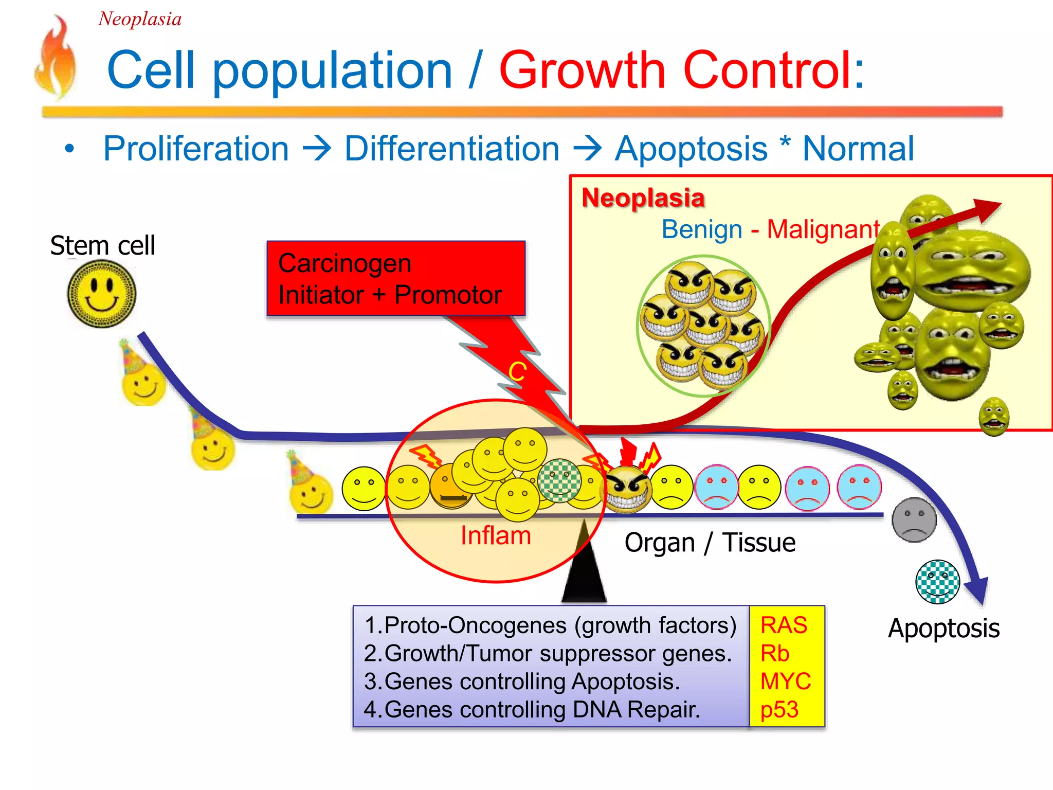 Neoplasia 
Cell population / Growth Control: 
• Proliferation  Differentiation  Apoptosis * Normal 
Stem cell 
Apoptosis 
Neoplasia 
Benign - Malignant 
Organ / Tissue 
Carcinogen 
Initiator + Promotor 
Inflam 
1.Proto-Oncogenes (growth factors) 
2.Growth/Tumor suppressor genes. 
3.Genes controlling Apoptosis. 
4.Genes controlling DNA Repair. 
RAS 
Rb 
MYC 
p53 
 