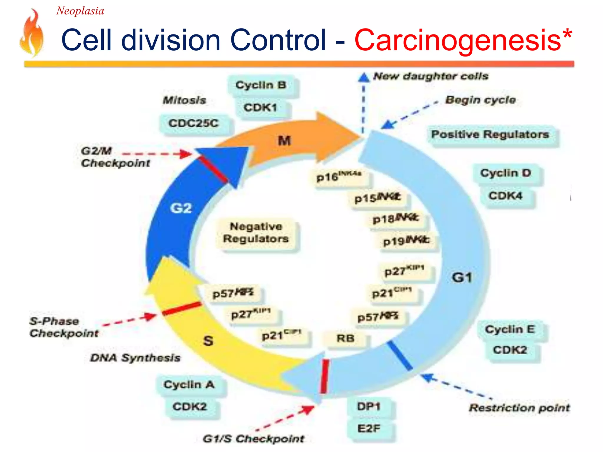 Neoplasia 
Cell division Control - Carcinogenesis* 
 