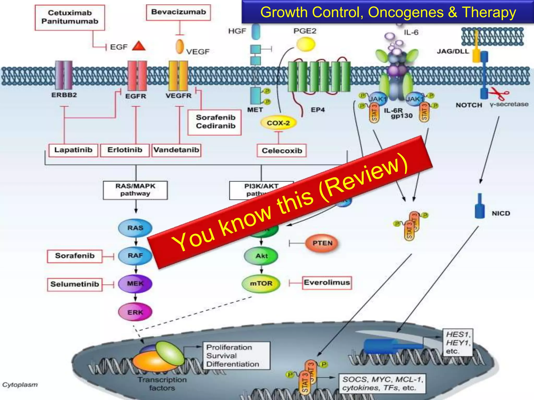 Growth Control, Oncogenes & Therapy 
 