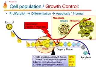 Neoplasia 
Cell population / Growth Control: 
• Proliferation  Differentiation  Apoptosis * Normal 
Stem cell 
Apoptosis 
Neoplasia 
Benign - Malignant 
Organ / Tissue 
Carcinogen 
Initiator + Promotor 
Inflam 
1.Proto-Oncogenes (growth factors) 
2.Growth/Tumor suppressor genes. 
3.Genes controlling Apoptosis. 
4.Genes controlling DNA Repair. 
RAS 
Rb 
MYC 
p53 
 