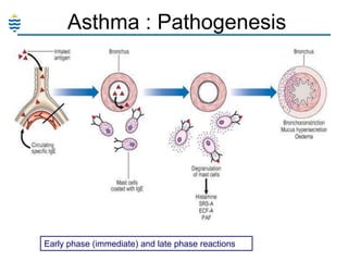 Asthma : Pathogenesis

Early phase (immediate) and late phase reactions

 