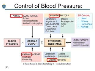 Control of Blood Pressure:
Kidney

83

BP Control:
• Heart
• Kidney
• Hormones
• Nerves

 
