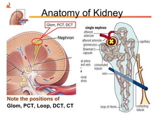 Anatomy of Kidney
Glom, PCT, DCT

Note the positions of
Glom, PCT, Loop, DCT, CT

 