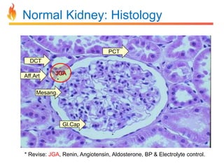 Normal Kidney: Histology
PCT
DCT
Aff.Art

JGA

Mesang.

Gl.Cap

* Revise: JGA, Renin, Angiotensin, Aldosterone, BP & Electrolyte control.

 