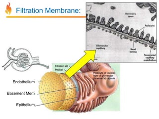 Filtration Membrane:

Endothelium
Basement Mem
Epithelium

 