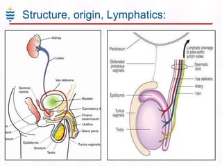 Structure, origin, Lymphatics:

 