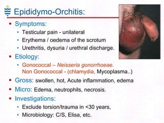 Epididymo-Orchitis:
 Symptoms:
• Testicular pain - unilateral
• Erythema / oedema of the scrotum
• Urethritis, dysuria / urethral discharge.

 Etiology:
• Gonococcal – Neisseria gonorrhoeae.
Non Gonococcal - (chlamydia, Mycoplasma..)

 Gross: swollen, hot, Acute inflammation, edema
 Micro: Edema, neutrophils, necrosis.
 Investigations:
• Exclude torsion/trauma in <30 years,
• Microbiology: C/S, Elisa, etc.

 
