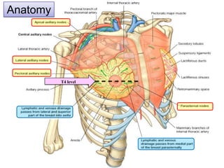 Anatomy

T4 level

 