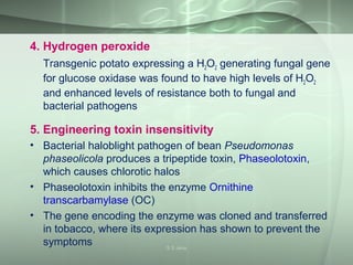 4. Hydrogen peroxide
Transgenic potato expressing a H2O2 generating fungal gene
for glucose oxidase was found to have high levels of H2O2
and enhanced levels of resistance both to fungal and
bacterial pathogens
5. Engineering toxin insensitivity
• Bacterial haloblight pathogen of bean Pseudomonas
phaseolicola produces a tripeptide toxin, Phaseolotoxin,
which causes chlorotic halos
• Phaseolotoxin inhibits the enzyme Ornithine
transcarbamylase (OC)
• The gene encoding the enzyme was cloned and transferred
in tobacco, where its expression has shown to prevent the
symptoms S S Jena
 